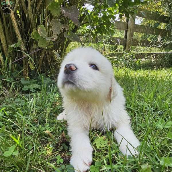 Sniff, Great Pyrenees Puppy